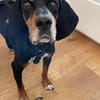 Liebevoller Jack sucht Dich