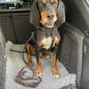 Liebevoller Jack sucht Dich