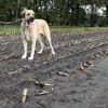 Kali - freundliche lebensfrohe Hündin