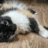 MILA - eine zarte Seele!