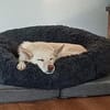 In 31737 auf Pflegestelle: DONNI