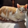 KENZO - geb. ca. 05/2020 - FIV positiv