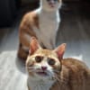 KENZO - geb. ca. 05/2020 - FIV positiv