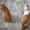 KENZO - geb. ca. 05/2020 - FIV positiv