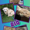 Rio - auf PS in 92278 Illschwang