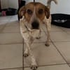 Freundlicher Joey sucht seine Menschen!