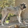 MAXIME