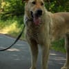Gino  sucht besondere Menschen