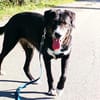 Nanda sucht ein neues Zuhause
