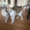 Gigi und Glorious aus dem Tierschutz
