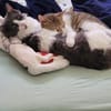 Gigi und Glorious aus dem Tierschutz