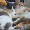 Gigi und Glorious aus dem Tierschutz