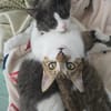 Gigi und Glorious aus dem Tierschutz
