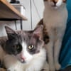 Gigi und Glorious aus dem Tierschutz