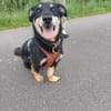 Klein, sportlich, sucht Liebe: 🐾 Tyson