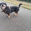 Klein, sportlich, sucht Liebe: 🐾 Tyson