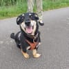 Klein, sportlich, sucht Liebe: 🐾 Tyson