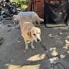 Liebe Labrador-Mix-Dame Nelli