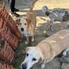 Liebe Labrador-Mix-Dame Nelli