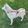 Daisy Snow - Schneekönigin sucht Familie