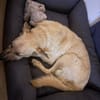 In 14471 auf Pflegestelle: FURBO