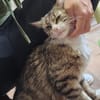 FANNY - liebt kuscheln und schmusen!