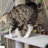 FANNY - liebt kuscheln und schmusen!