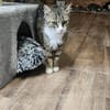 FANNY - liebt kuscheln und schmusen!