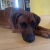 Cicco sucht sein Zuhause