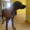 Cicco sucht sein Zuhause
