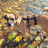 Bella auf Pflegestelle