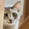 Fei, graue Schönheit, 1 Jahr