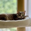 Fei, graue Schönheit, 1 Jahr