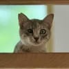 Fei, graue Schönheit, 1 Jahr