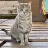 Fei, graue Schönheit, 1 Jahr