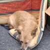 Hettike in 92237 Sulzbach-Rosenberg*
