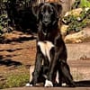 Daisy, liebevolle Junghündin, 1J 324