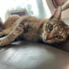 Kuschelmaus Kiwi sucht warmes Sofa