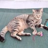 Kuschelmaus Kiwi sucht warmes Sofa