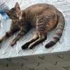 Kuschelmaus Kiwi sucht warmes Sofa