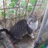 Nafsica, sanftes Katzenmädchen, 10M 6125