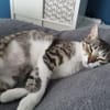 Nafsica, sanftes Katzenmädchen, 10M 6125