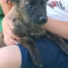 Josie reist nach Deutschland