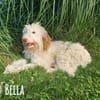 Bella wünscht sich fürsorgliche Menschen