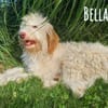 Bella wünscht sich fürsorgliche Menschen