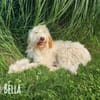 Bella wünscht sich fürsorgliche Menschen