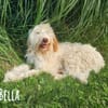 Bella wünscht sich fürsorgliche Menschen