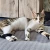 Isla, schüchternes Katzenmädchen,  1 J