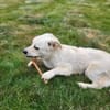 CUCHI * verspieltes Hundekind