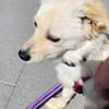 CUCHI * verspieltes Hundekind